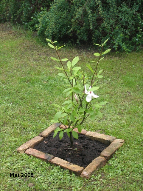 Magnolie 2005